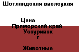 Шотландская вислоухая › Цена ­ 4 000 - Приморский край, Уссурийск г. Животные и растения » Кошки   